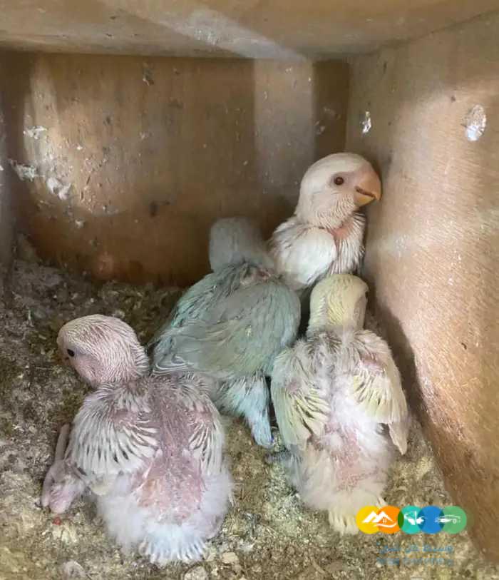 فروخ روز جملة