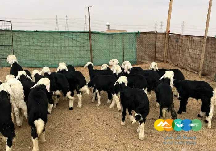 بهم نجد طيب شحم يضحي