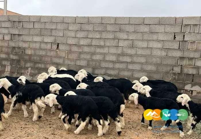 بهم نجد طيب شحم يضحي