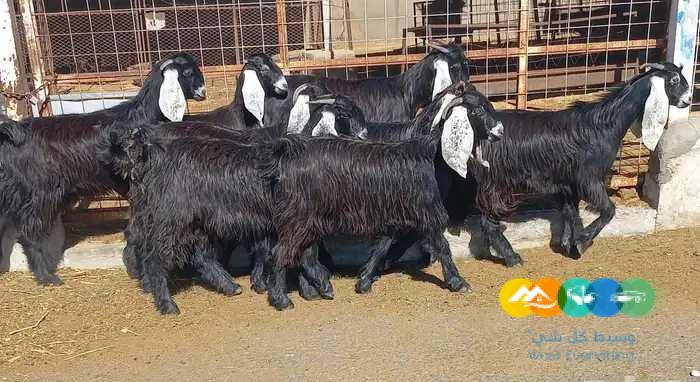 جفرات عوارض صنف مقاني دفيع