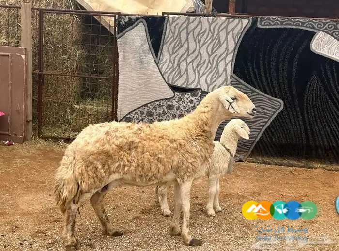 حريه معها رخل