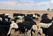 نجد مواليد مقنوي مراح واحد 58