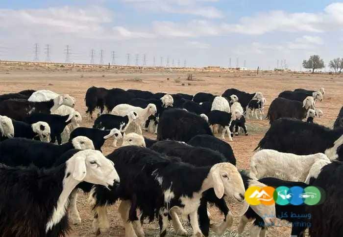 نجد مواليد مقنوي مراح واحد 58