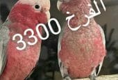 فروخ كوكاتو قالا