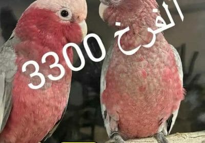 4ef1a3bf-f590-424f-ba5d-6bd97e3364cd