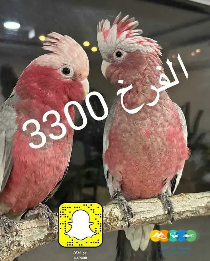 فروخ كوكاتو قالا