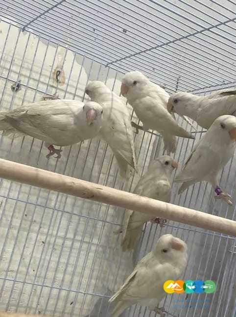 اجوز روز البينو جملة ومفرد