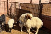 نعيم مواليد طيبه 2 تحتها 2 خرف