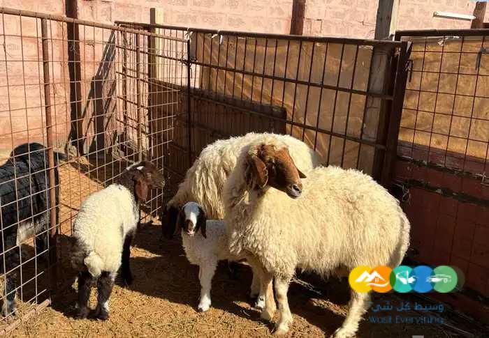 نعيم مواليد طيبه 2 تحتها 2 خرف