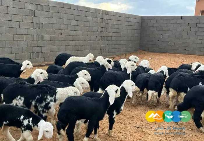 نجد مواليد مقنوي مراح واحد 58