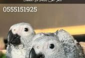 كاسكو مفطوم وغر