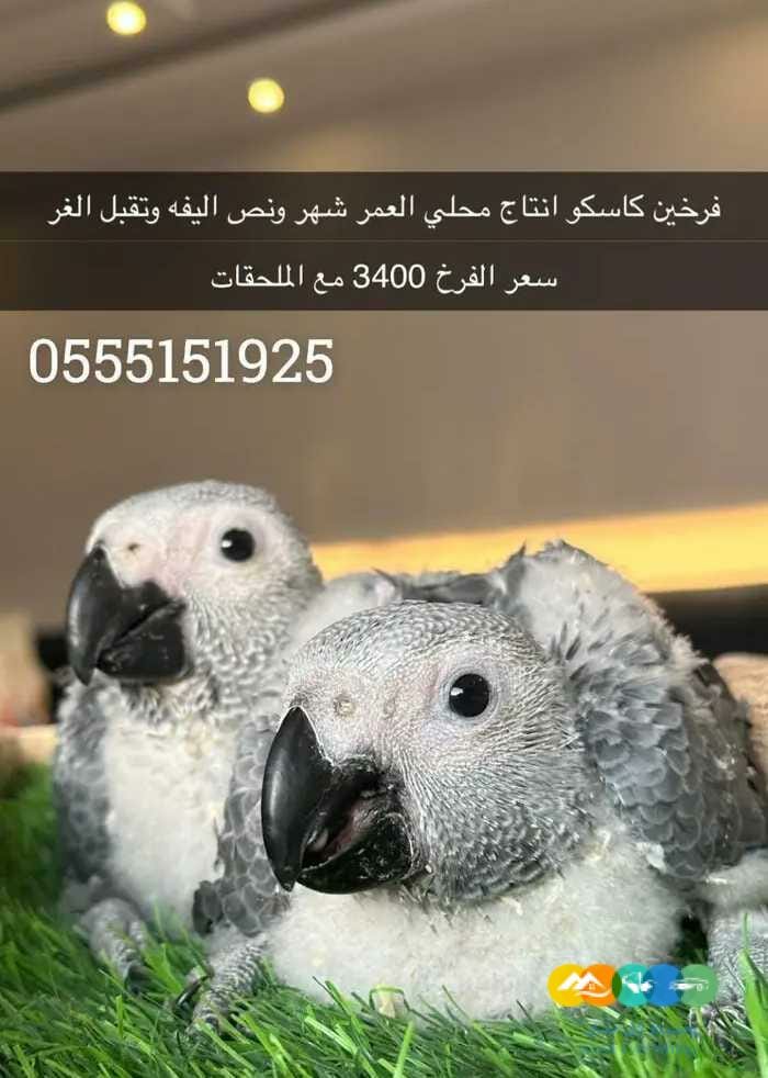 كاسكو مفطوم وغر