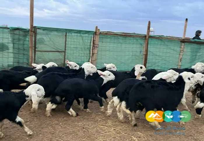 نجد مواليد مقنوي مراح واحد 58