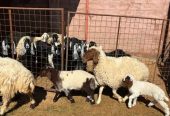 نعيم مواليد طيبه 2 تحتها 2 خرف