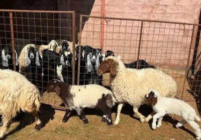 749822aa-433d-453c-85d1-c9a18ac07786