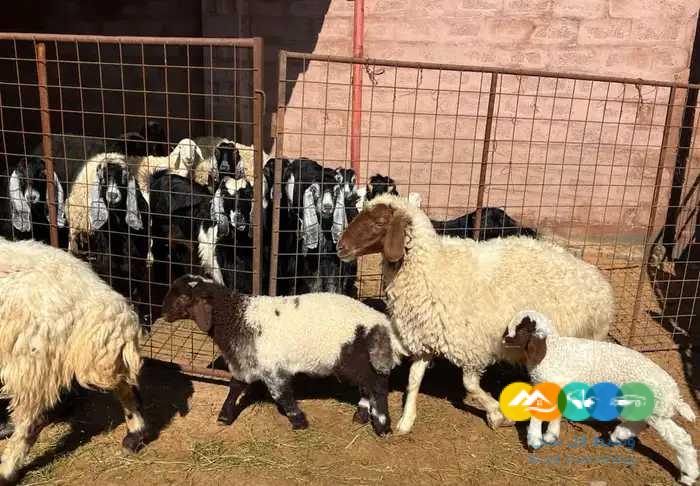 نعيم مواليد طيبه 2 تحتها 2 خرف