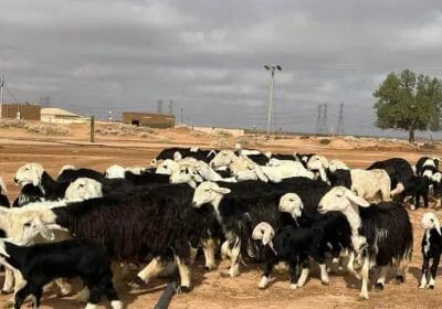 797dee15-baca-4663-aca4-7989f97ec554