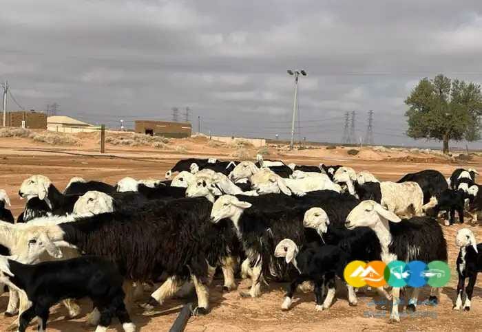 نجد مواليد مقنوي مراح واحد 58