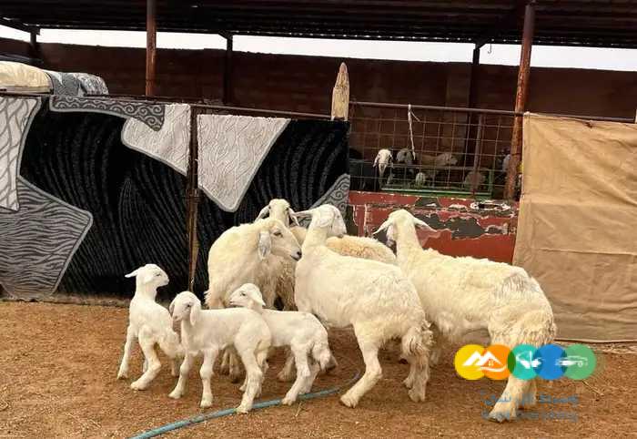 نجد مواليد وحريات مواليد مقنوي