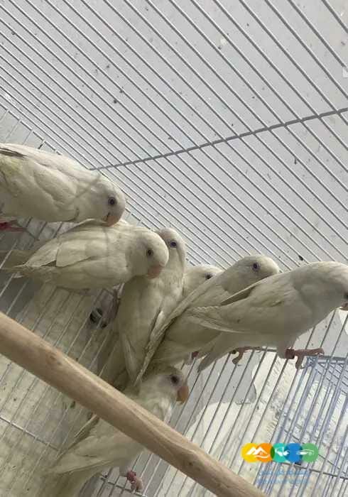 اجوز روز البينو جملة ومفرد