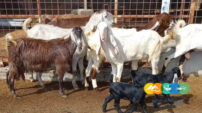 معزا مصريات منايح طيبه للقناي