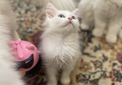 BA49DEE6-F7CD-429B-92D9-6A3583CE1437