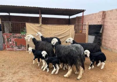 a0356120-acdd-4454-93e6-da4ed5f82db9