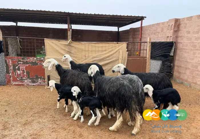 نجد مواليد وحريات مواليد مقنوي