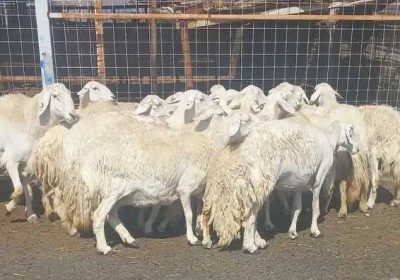 a6be4034-a10d-4419-b295-5aa69be24147