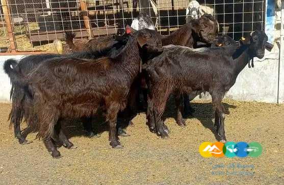 معزا شاميات قبرصي منايح دفيع
