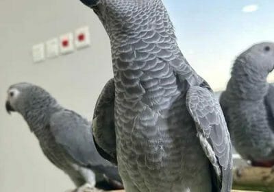 ab7df246-c8af-4bf4-a8bd-ad858c07b69d