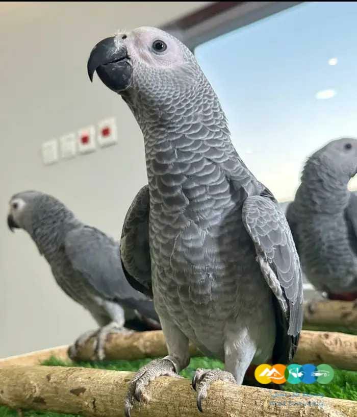 كاسكو مفطوم وغر