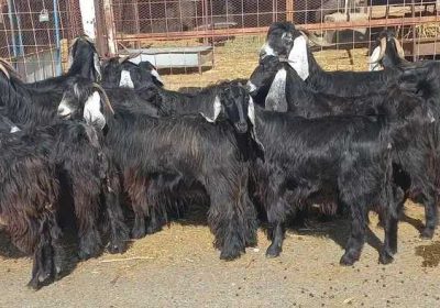 aeae8be3-67d6-45c6-981e-176f2b8678d5