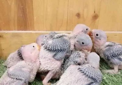 b0d0e445-c72a-44ff-bb8c-a7cea94565a4