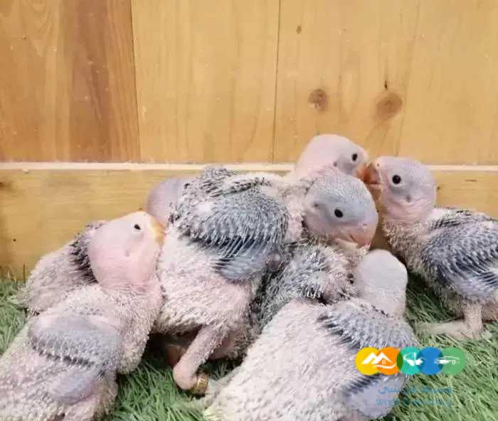 فروخ درة نيبالي