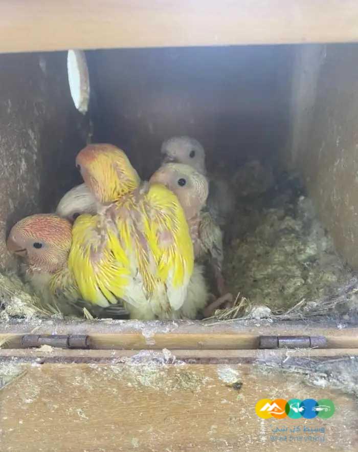 فروخ روز جملة