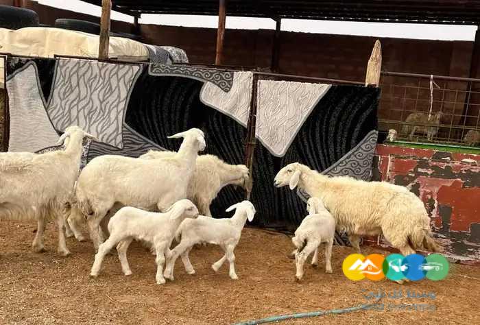 نجد مواليد وحريات مواليد مقنوي