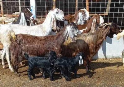 d5418788-8100-4d6a-9bcf-98645dae94c0