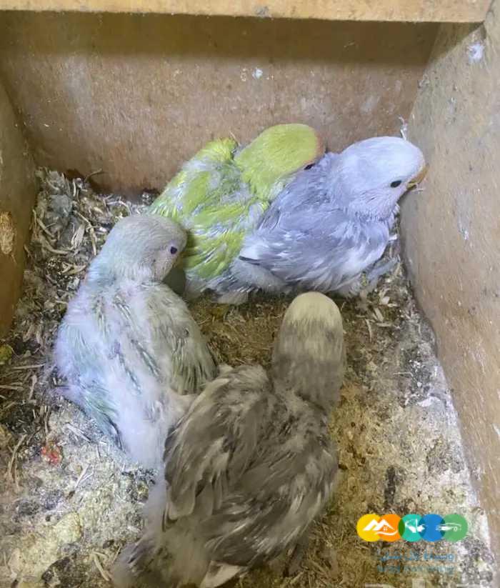 فروخ روز جملة