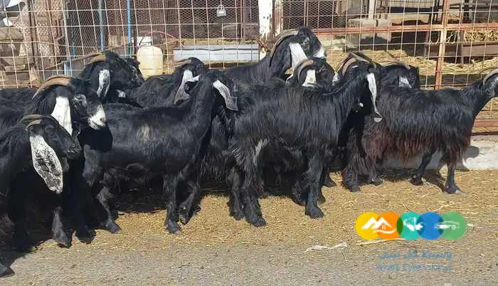 معزا عوارض منايح مقاني طيبه