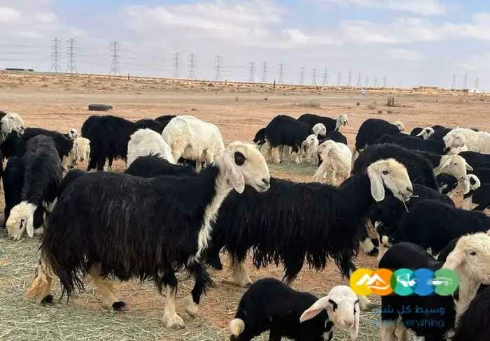 نجد مواليد مقنوي مراح واحد 58