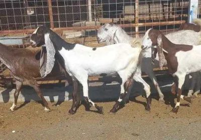 e590824f-08c9-4dea-a06c-6c6ebddaea7c