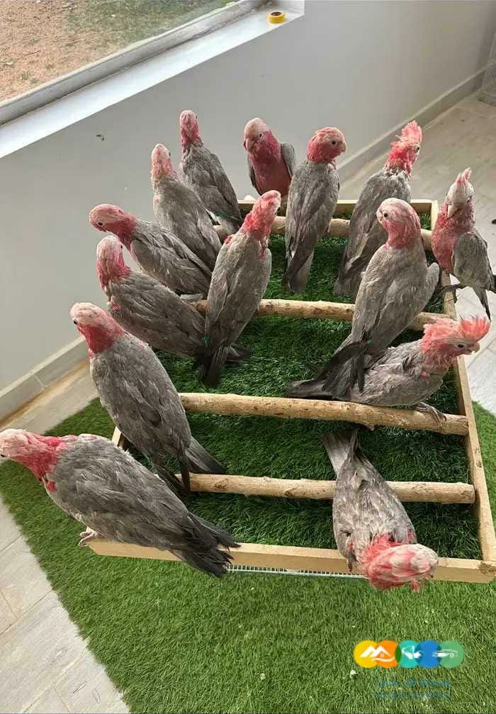 فروخ كوكاتو قالا