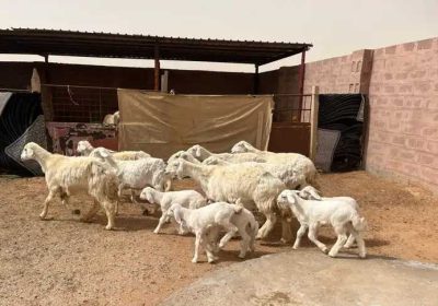 f010ab8a-843f-4f59-a31b-5609a4312672