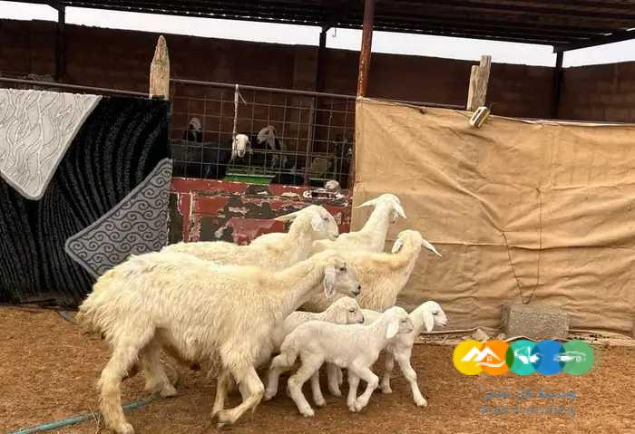 نجد مواليد وحريات مواليد مقنوي