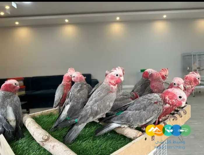 فروخ كوكاتو قالا