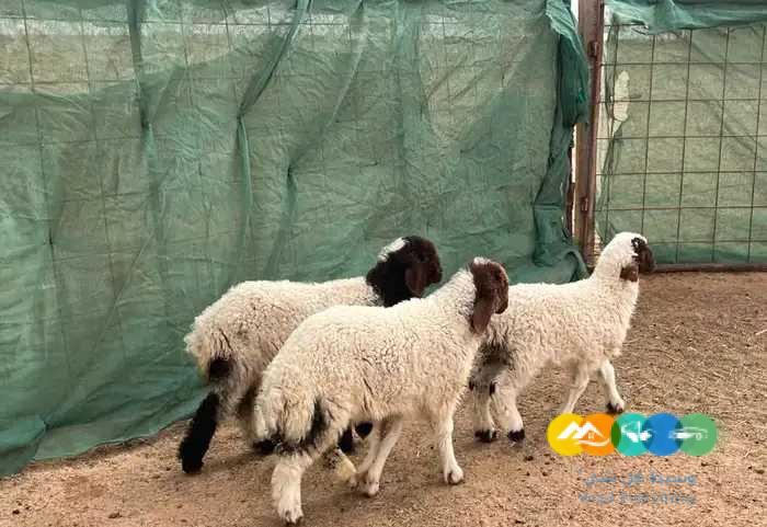 بهم حري ونعيم لباني يضحي