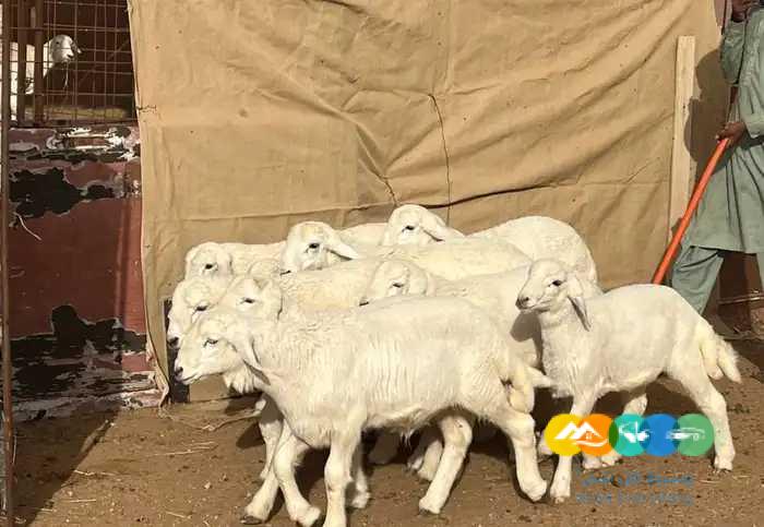 بهم حري فاخر لباني