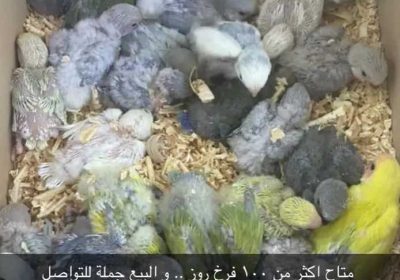 2514c9f8-876d-4f3a-85f9-e189fee51cf2