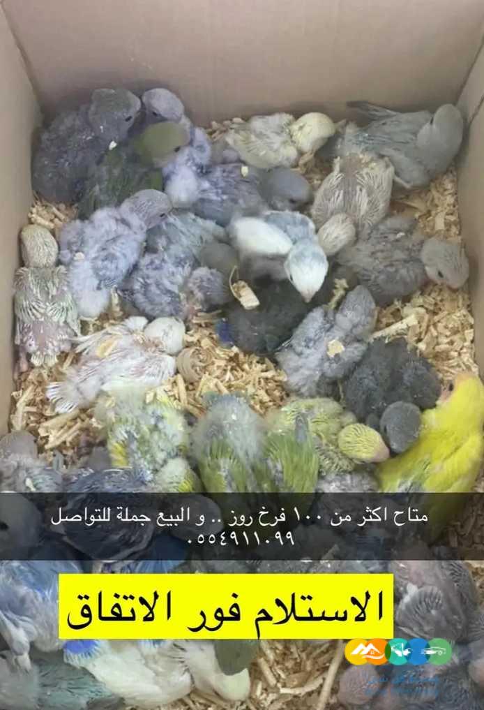 فروخ روز جملة 100 فرخ